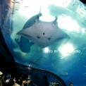 美ら海水族館